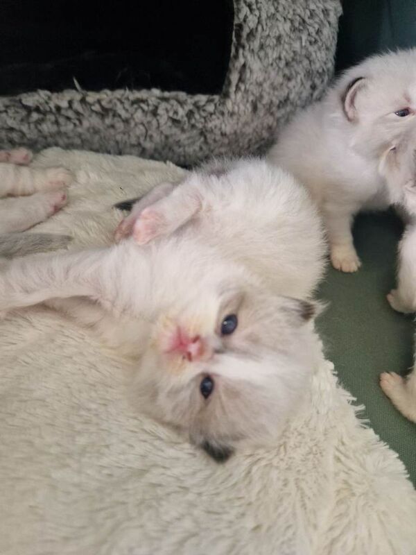 Ragdoll kittens - Image 4 of 4