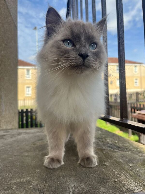 Ragdoll kittens