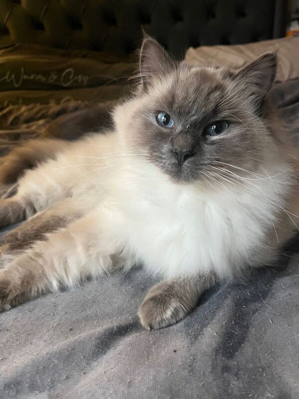 Ragdoll kittens - Image 3 of 4