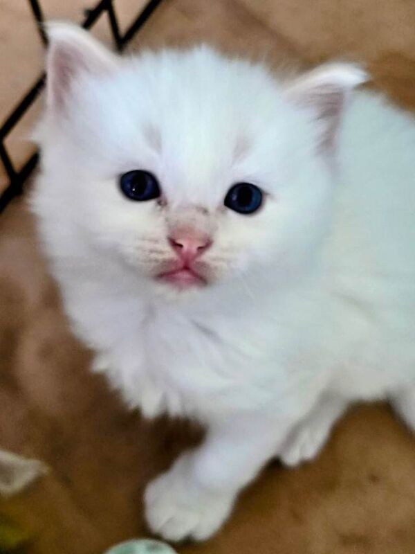 Ragdoll kittens - Image 2 of 4