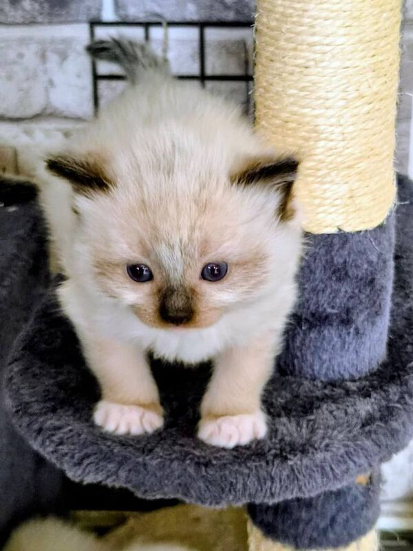 Ragdoll kittens - Image 3 of 4