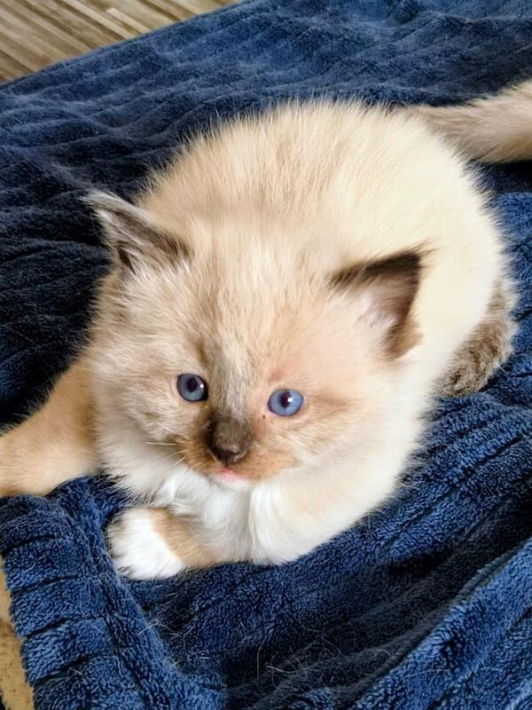 Ragdoll kittens - Image 4 of 4