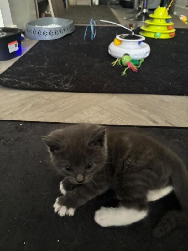 Ragdoll kittens - Image 2 of 6