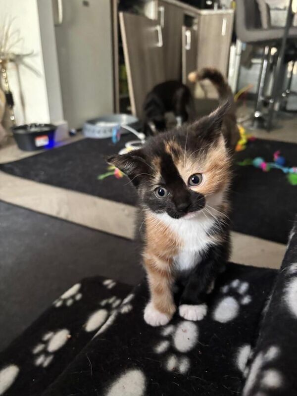 Ragdoll kittens - Image 4 of 6