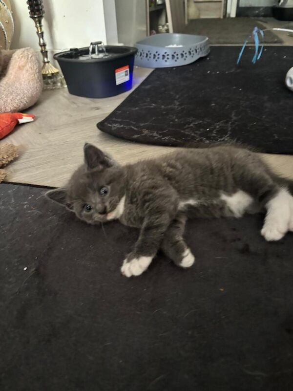 Ragdoll kittens - Image 6 of 6