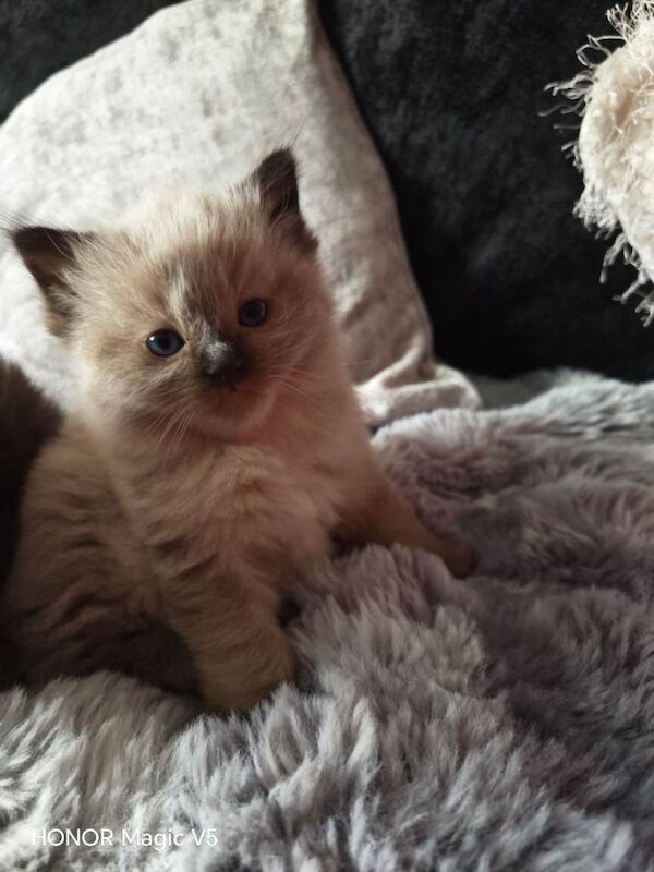 Ragdoll kittens - Image 2 of 3