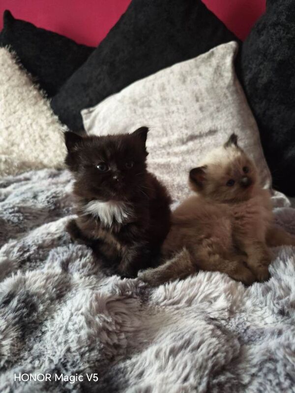 Ragdoll kittens - Image 3 of 3