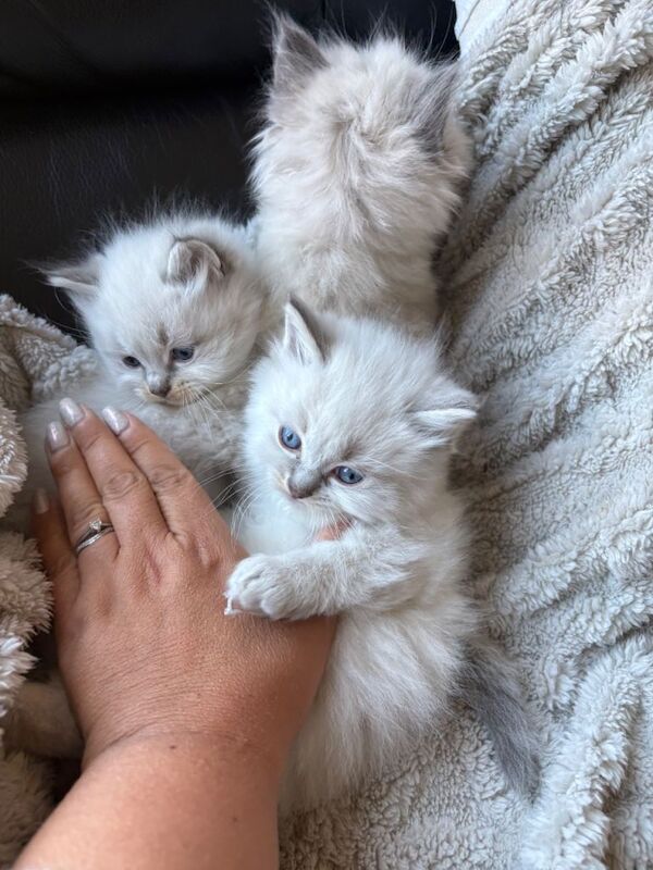 Ragdoll Kittens For Sale