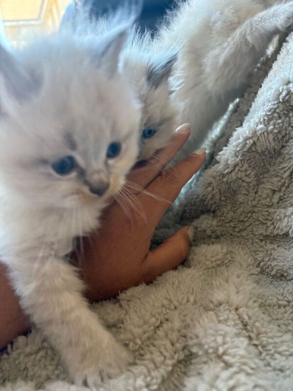 Ragdoll kittens - Image 2 of 4