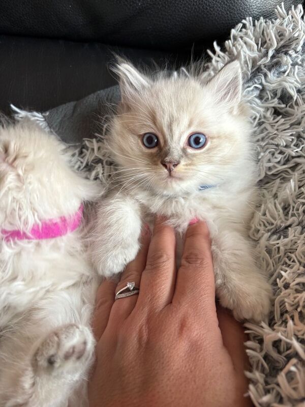 Ragdoll kittens - Image 3 of 4