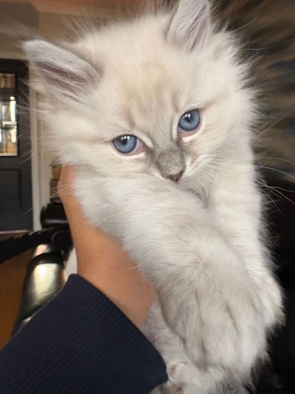Ragdoll kittens - Image 4 of 4