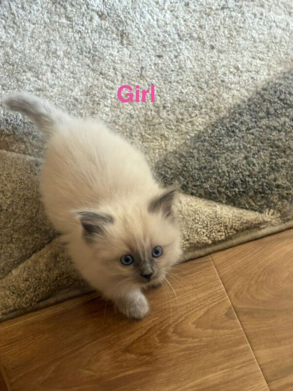 Ragdoll Kittens