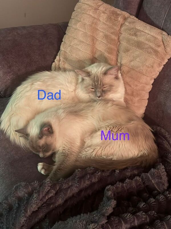 Ragdoll Kittens - Image 4 of 4
