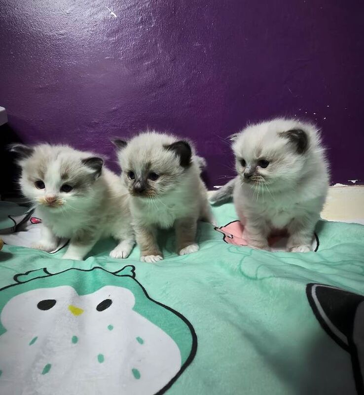 Ragdoll kittens