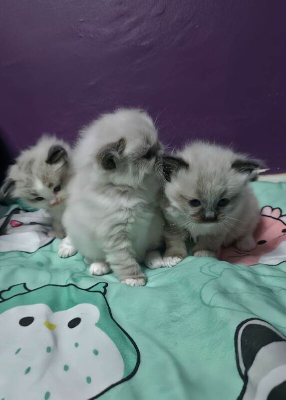 Ragdoll kittens - Image 2 of 6