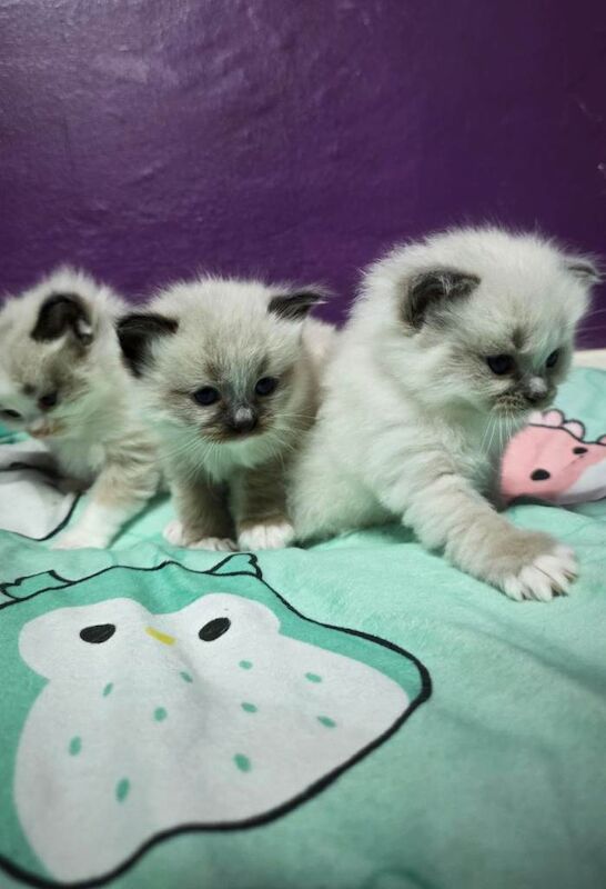 Ragdoll kittens - Image 3 of 6