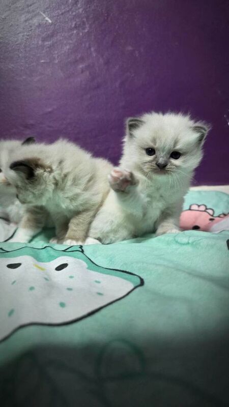 Ragdoll kittens - Image 4 of 6