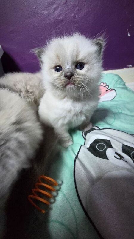 Ragdoll kittens - Image 5 of 6