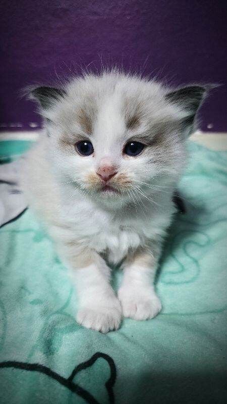 Ragdoll kittens - Image 6 of 6