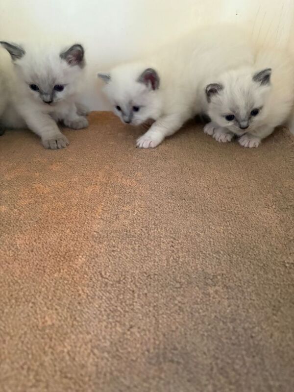 Ragdoll kittens