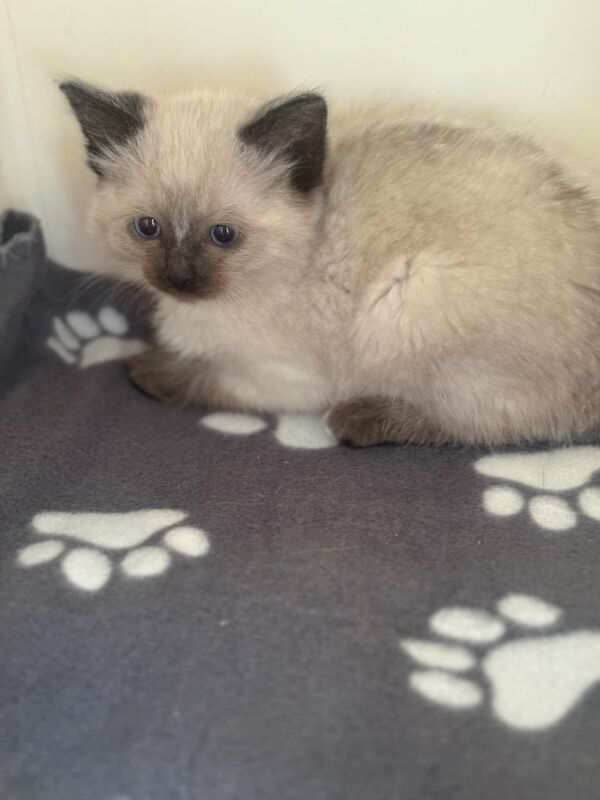 Ragdoll kittens - Image 2 of 6