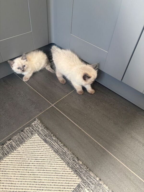 Ragdoll kittens - Image 3 of 6
