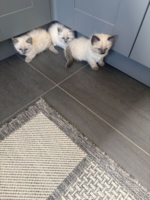 Ragdoll kittens - Image 4 of 6