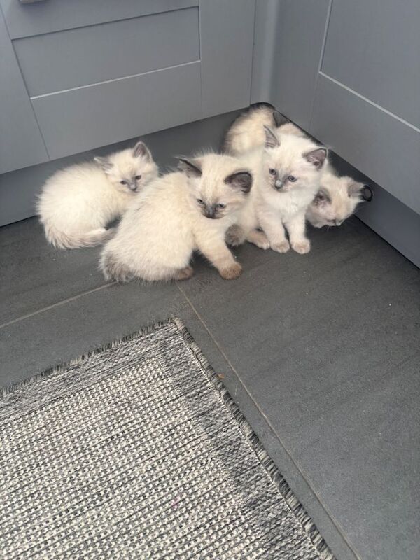 Ragdoll kittens - Image 5 of 6
