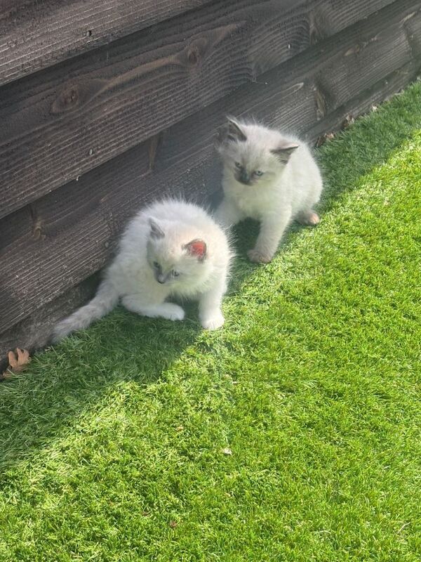 Ragdoll kittens - Image 6 of 6