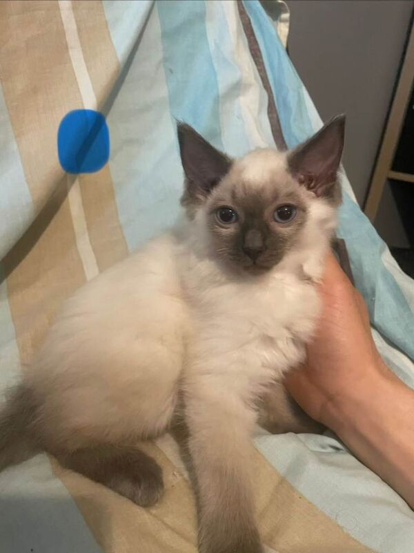 Ragdoll Kittens For Sale