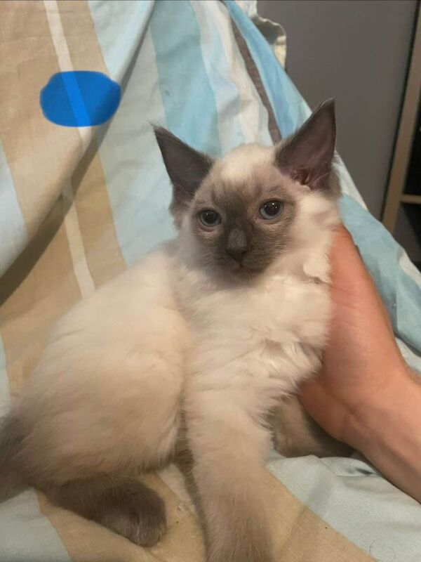 Ragdoll Kittens - Image 2 of 3