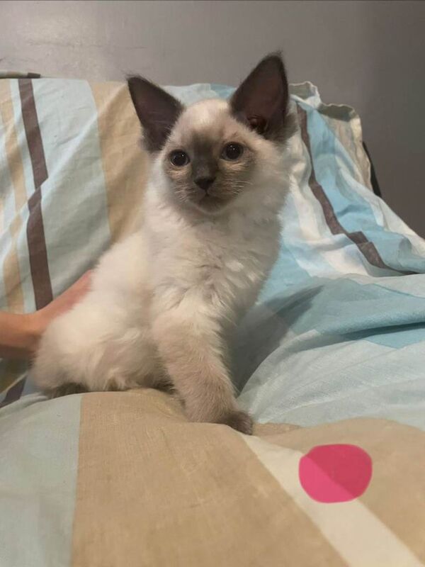 Ragdoll Kittens - Image 3 of 3