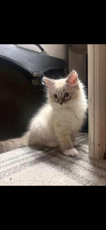 Ragdoll Kittens