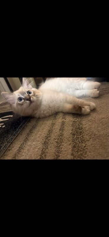 Ragdoll Kittens - Image 2 of 5