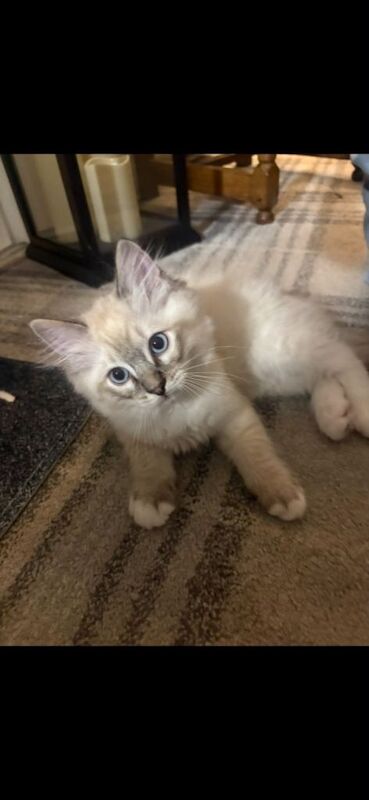 Ragdoll Kittens - Image 3 of 5