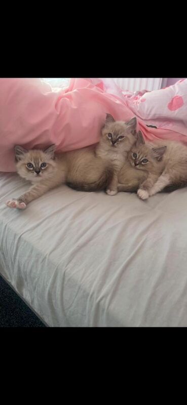 Ragdoll Kittens - Image 4 of 5