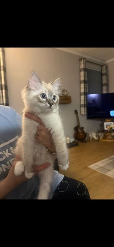 Ragdoll Kittens - Image 5 of 5
