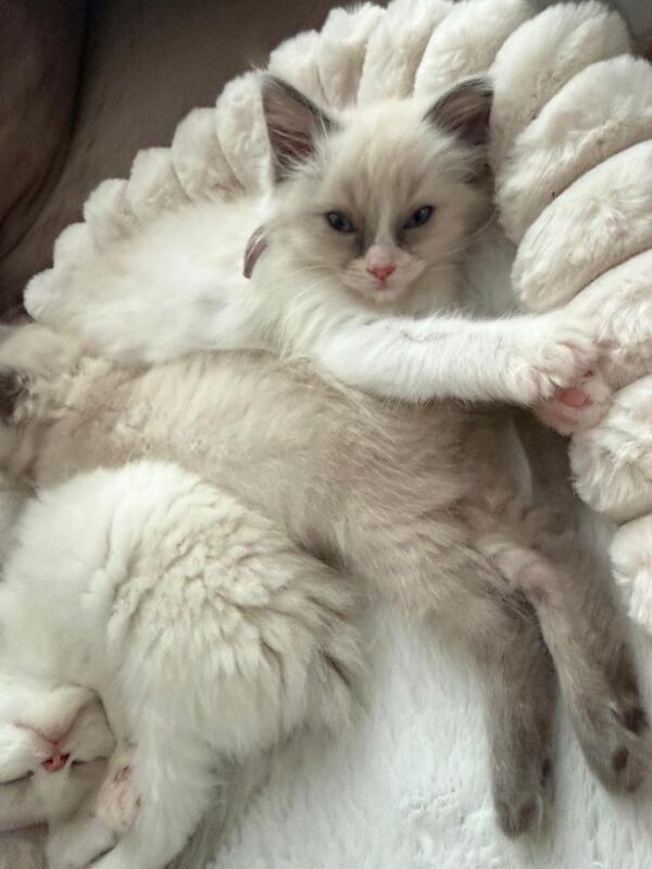 Ragdoll Kittens For Sale
