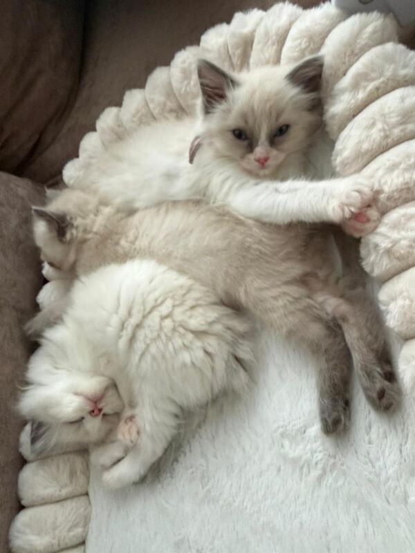 Ragdoll kittens - Image 2 of 3