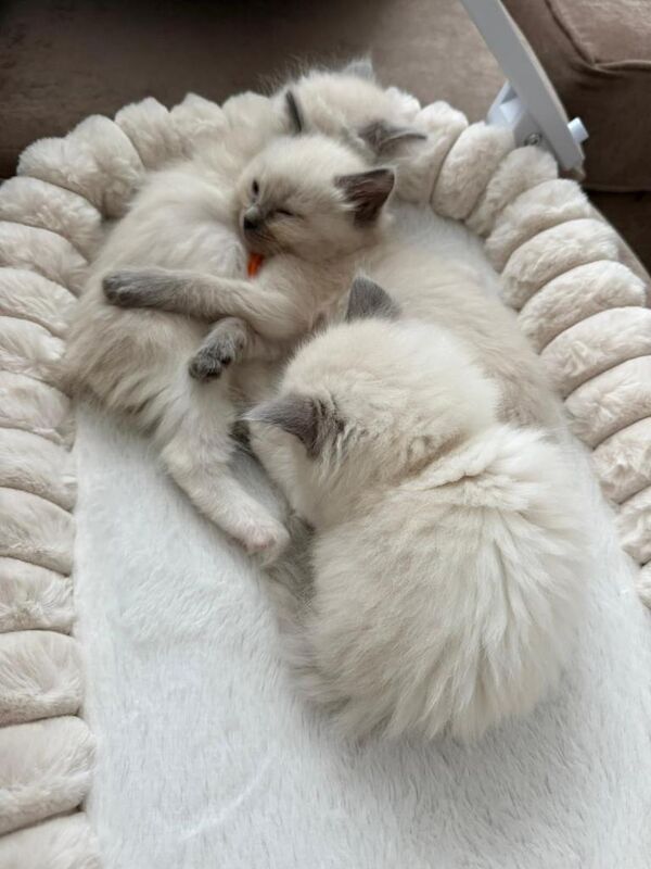 Ragdoll kittens - Image 3 of 3