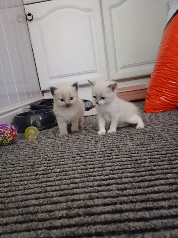 Ragdoll kittens - Image 2 of 3