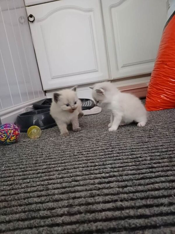 Ragdoll kittens - Image 3 of 3