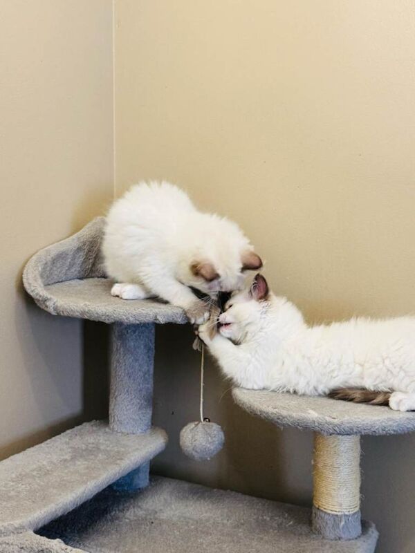 Ragdoll kittens - Image 2 of 5