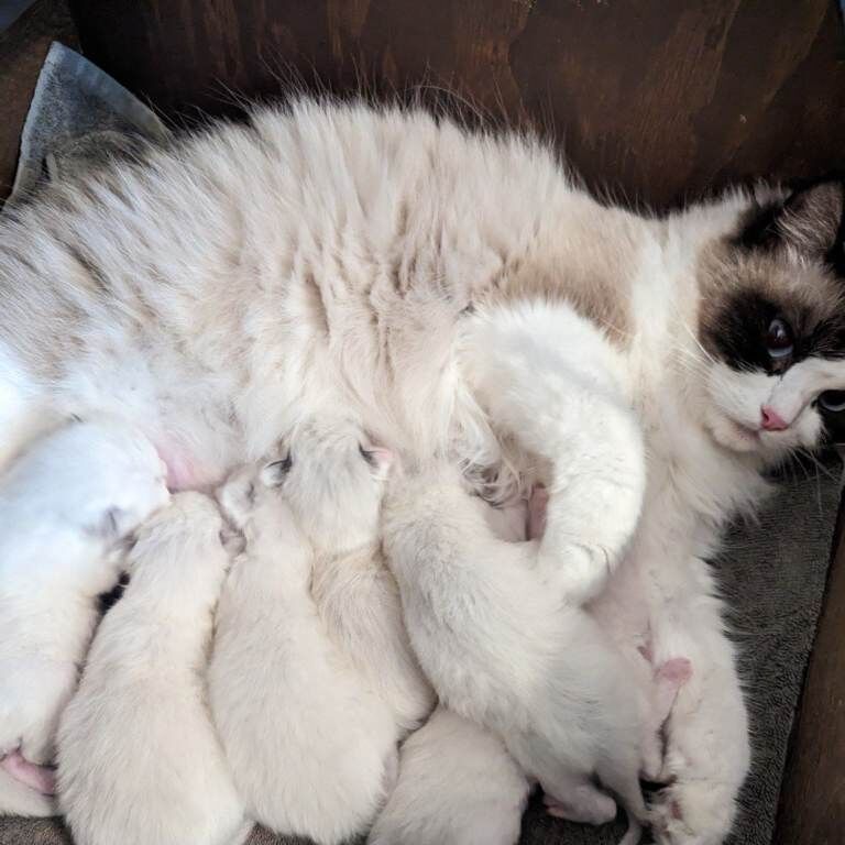 Ragdoll kittens