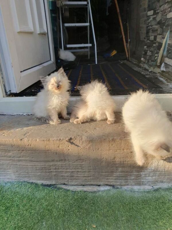 ragdoll kittens - Image 3 of 4