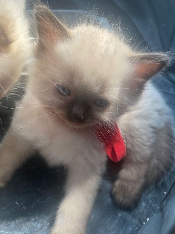 ragdoll kittens
