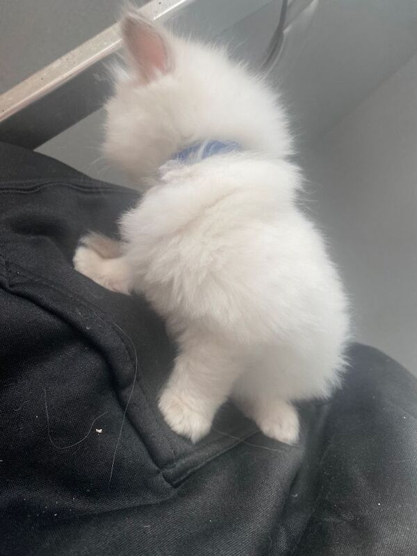ragdoll kittens - Image 2 of 3
