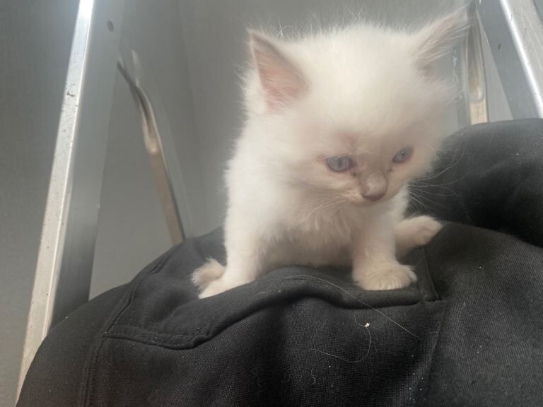 ragdoll kittens - Image 3 of 3