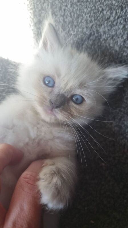 Ragdoll kittens