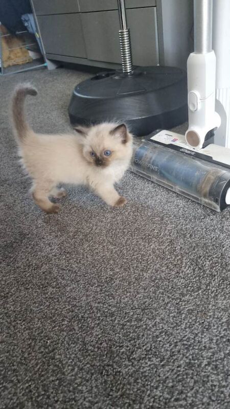 Ragdoll kittens - Image 2 of 3